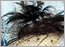 fascinator design with feathers and vail